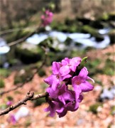 66 Fiore di stecco (Daphne mezereum)